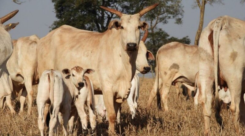 Cuidado com as vacas na seca garante mais bezerros saudáveis na próxima estação
