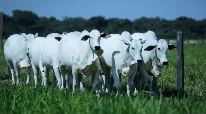 Genética e nutrição na cria: a fórmula da fazenda rentável no agronegócio