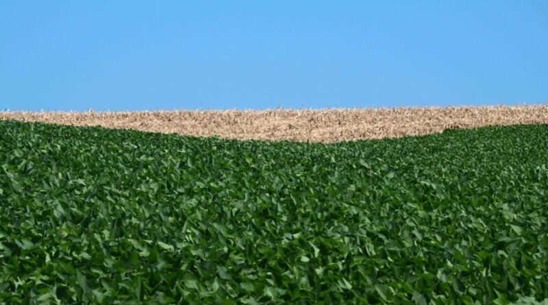 Vazio sanitário de soja entra em vigor no RS a partir de quinta-feira