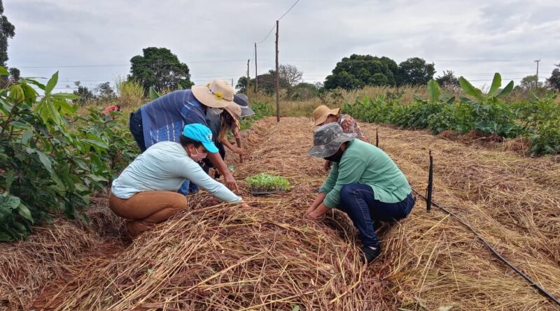empregos, Produtoras rurais agricultora agricultores, garantia-safra