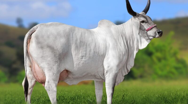 Após 11 anos, Acácia FIV supera recorde na categoria vaca jovem do Guzerá Leiteiro