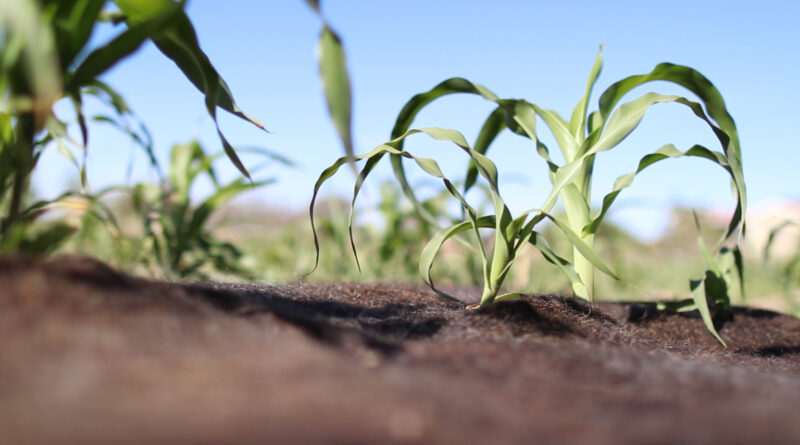 Cabelo humano vira aliado contra a seca no Chile