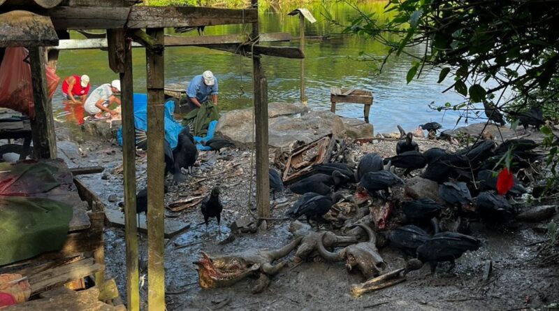 Adab e PM apreendem 1,5 t de carne clandestina na Bahia