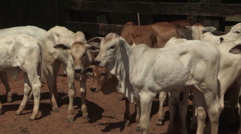 Sequestro de bezerros é a melhor suplementação para o gado na seca