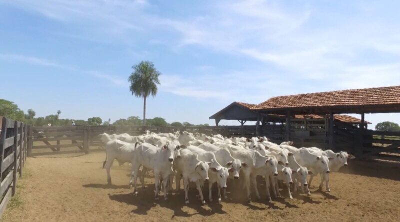 Pré-desmama e imunidade: como proteger seu bezerro na fase mais crítica