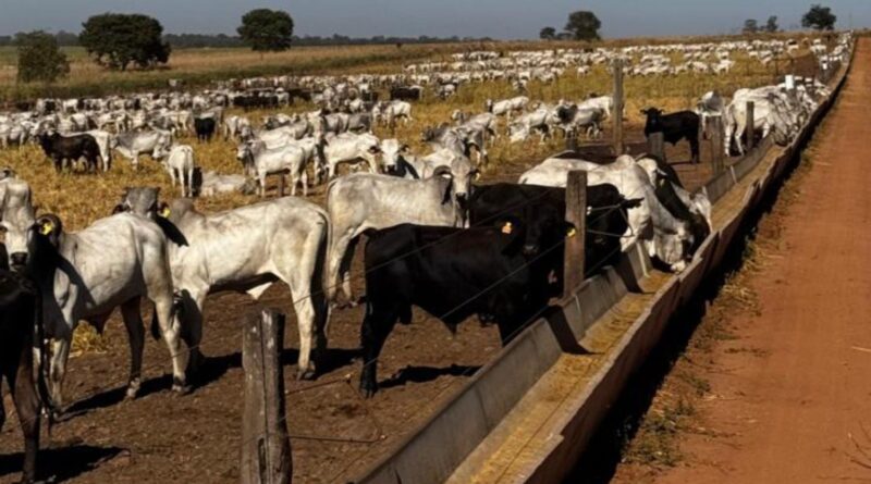 Pecuária de ciclo curto: como o novo boitel JBS em MS otimiza sua engorda