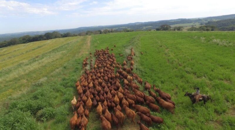 Vaca tricross como matriz: eficiência produtiva e quando tirar do rebanho