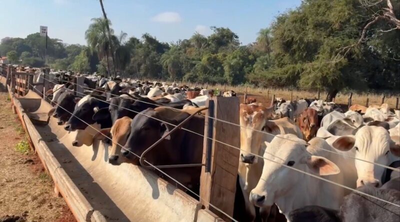 Com ligeiras altas no mercado, cotações ficam estáveis