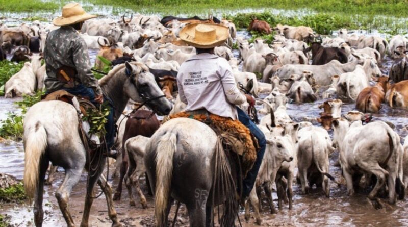 Renda com preservação: novo PSA pagará até R$ 100 mil para produtores do Pantanal