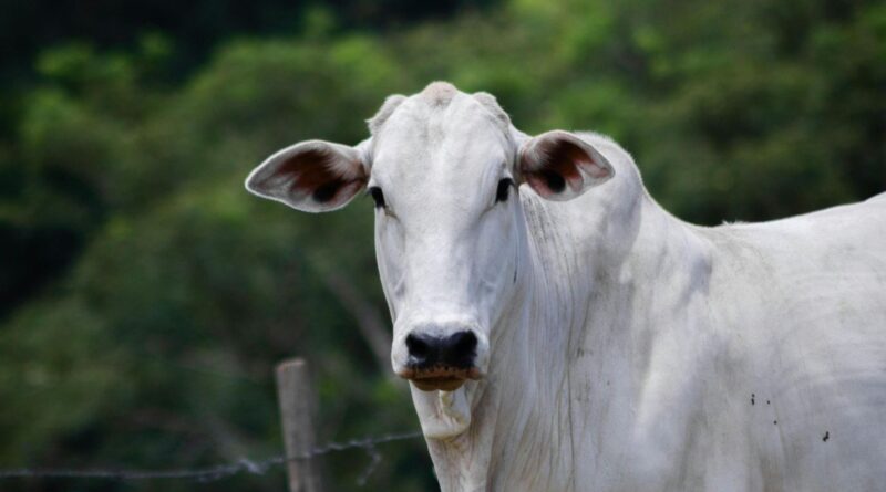 Frio aumenta riscos de doenças respiratórias em bovinos e exige atenção de pecuaristas