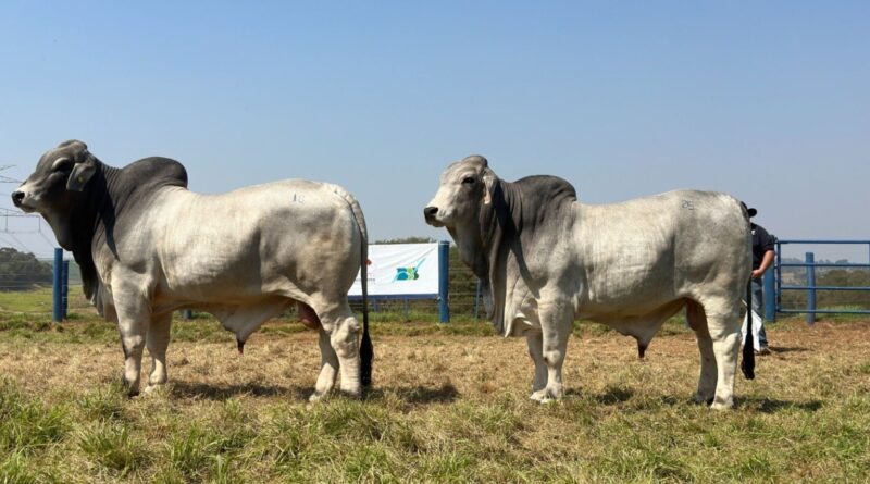 Brahman na reta final de prova: touros superam expectativas de ganho de peso