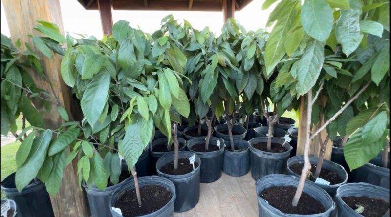 Venda de mudas de cacau arrecada R$ 60 mil para construção do Hospital do Câncer