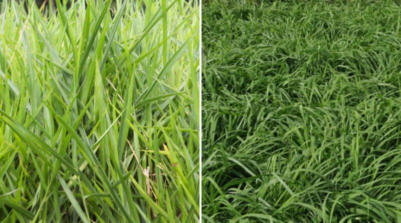 Panicum resistente para cavalos: qual a melhor opção além do tifton?