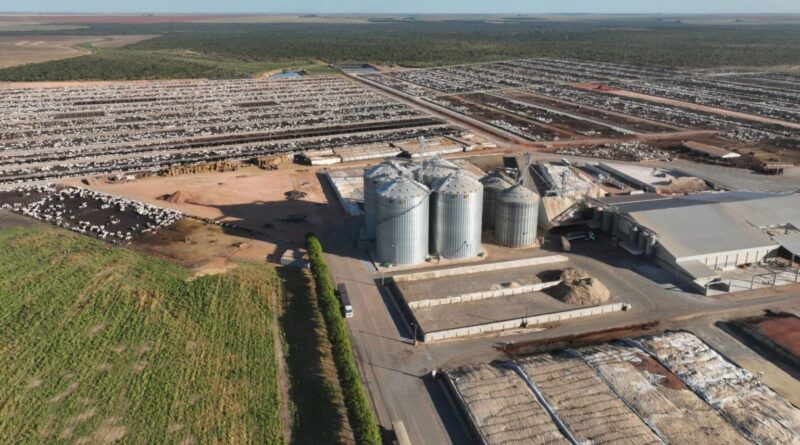 Bahia acelera na pecuária: gado jovem já é 60% dos abates