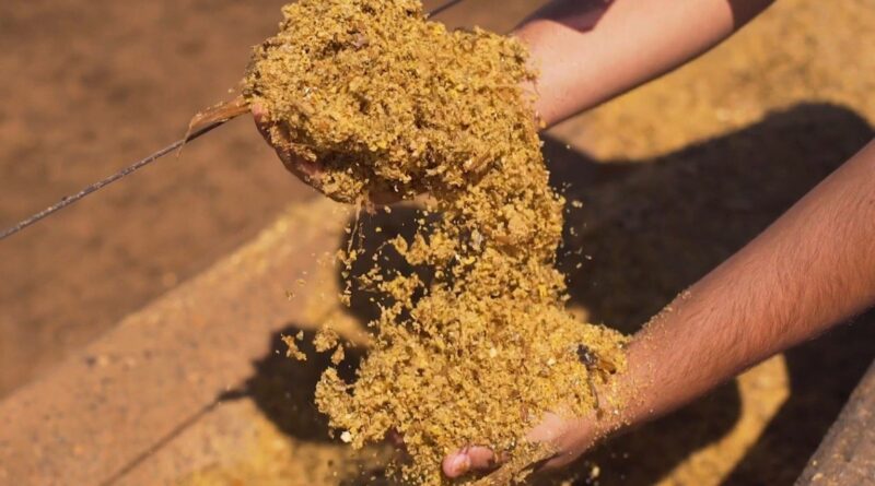 Boi sustentável no cocho: DDG e WDG aceleram o abate com menor impacto