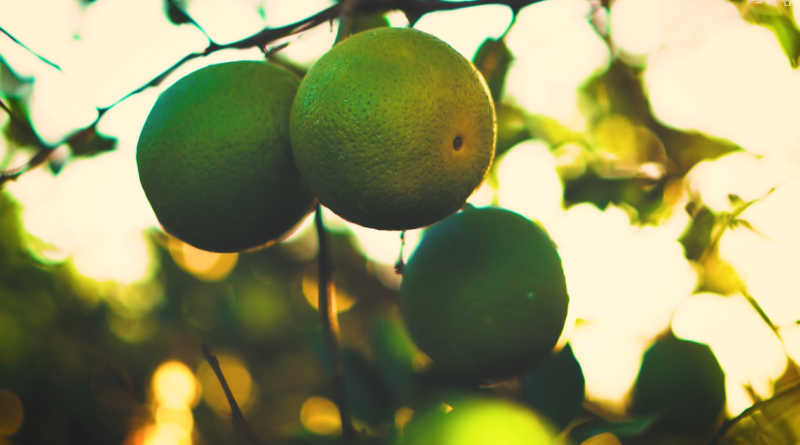 Projeto fortalece pequenos citricultores no interior de São Paulo