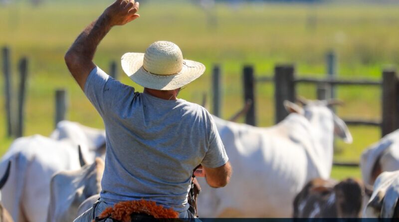 dia nacional do pecuarista - capa