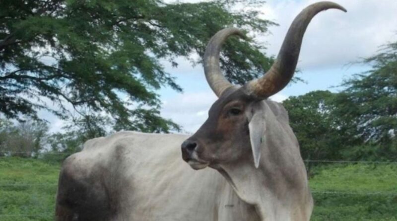 Guzerá na carne premium: raças além do angus surpreendem nos cruzamentos