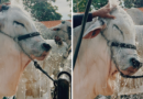 o ritual de beleza antes dos leilões e pistas de julgamento