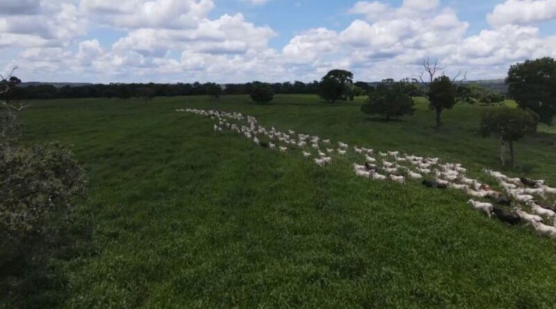 Pasto ideal no Pantanal: as forrageiras que vencem cheias e secas