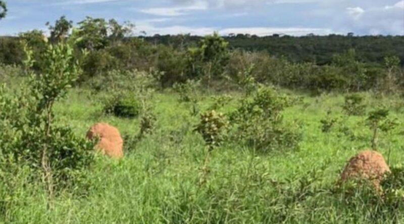 Recuperação de pastagens: a chave da pecuária brasileira para liderar a agenda climática