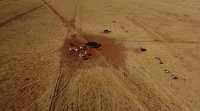 Como manter o gado produtivo mesmo com o pasto seco?