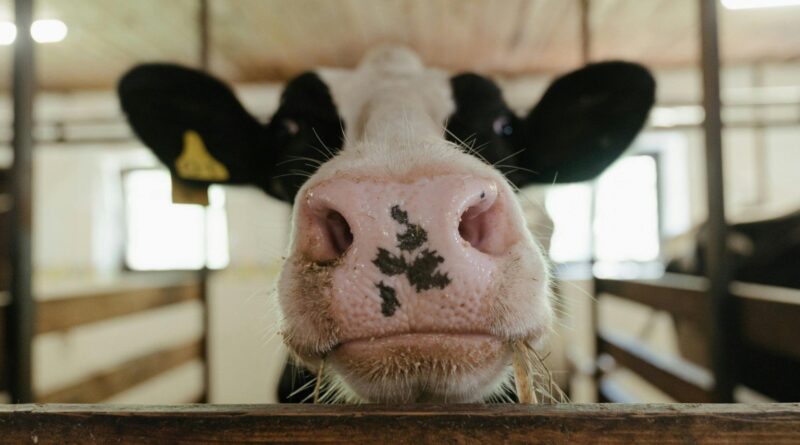 biometria bovina garante rastreio desde o nascimento