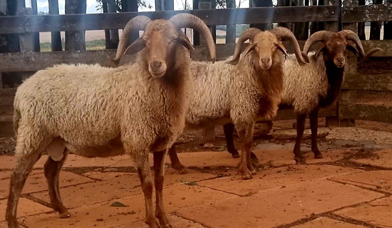 Karakul estudos resgatam raça ovina milenar no Brasil