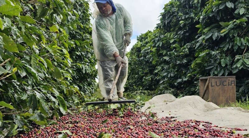Frente fria no Brasil e tarifas dos EUA trazem volatilidade aos preços do café