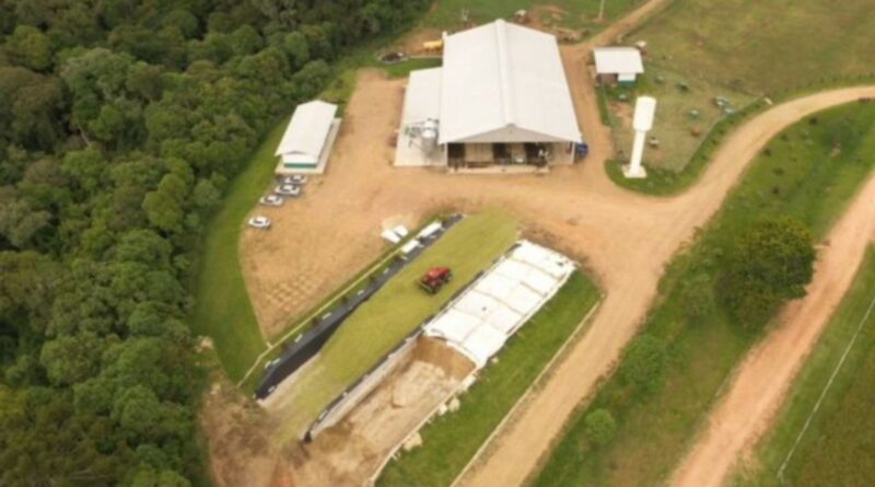 Silagem de milho ou capiaçu? Descubra qual aumenta mais a produção de leite