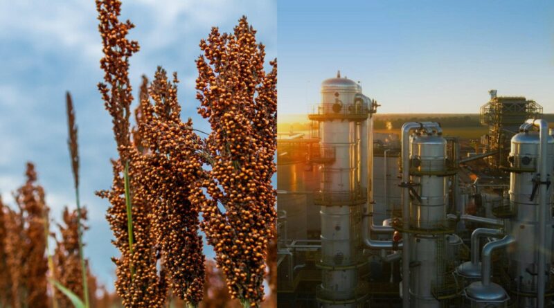 Produção de sorgo cresce e ganha protagonismo para mercado de biocombustíveis na Bahia