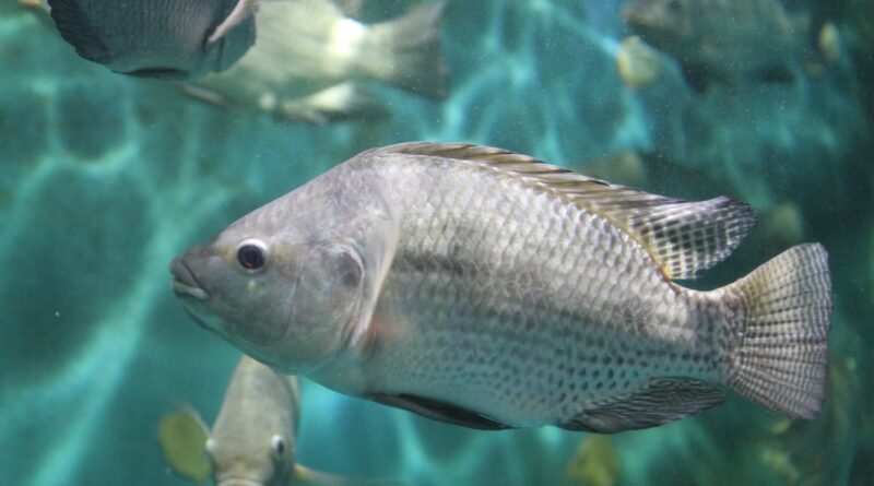 menor demanda pressiona as cotações do pescado