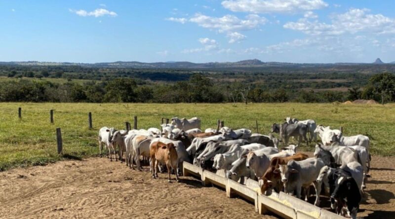 TIP rotacionado ou contínuo: qual estratégia entrega mais lucro no pasto?