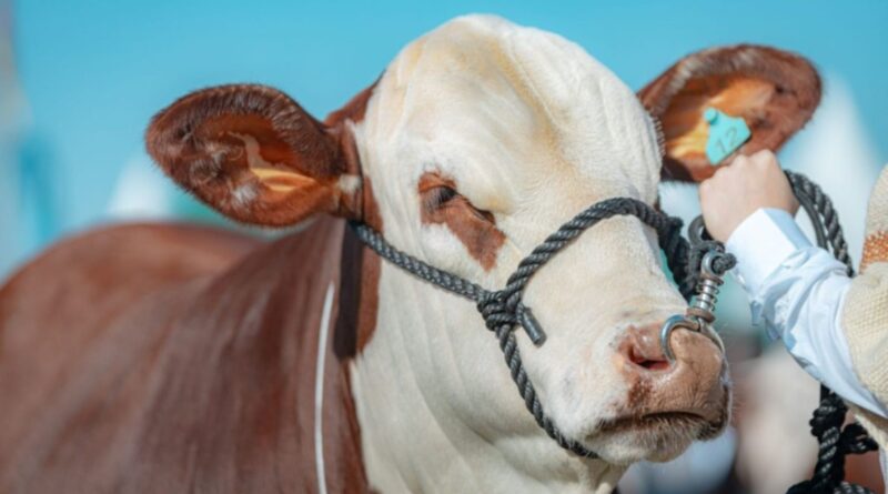 Touro braford em áreas quentes: este é o guia para ele cobrir vacas nelore a campo
