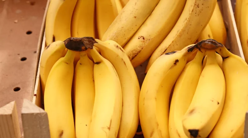 Banana: preços da fruta atingem o maior patamar no norte de SC