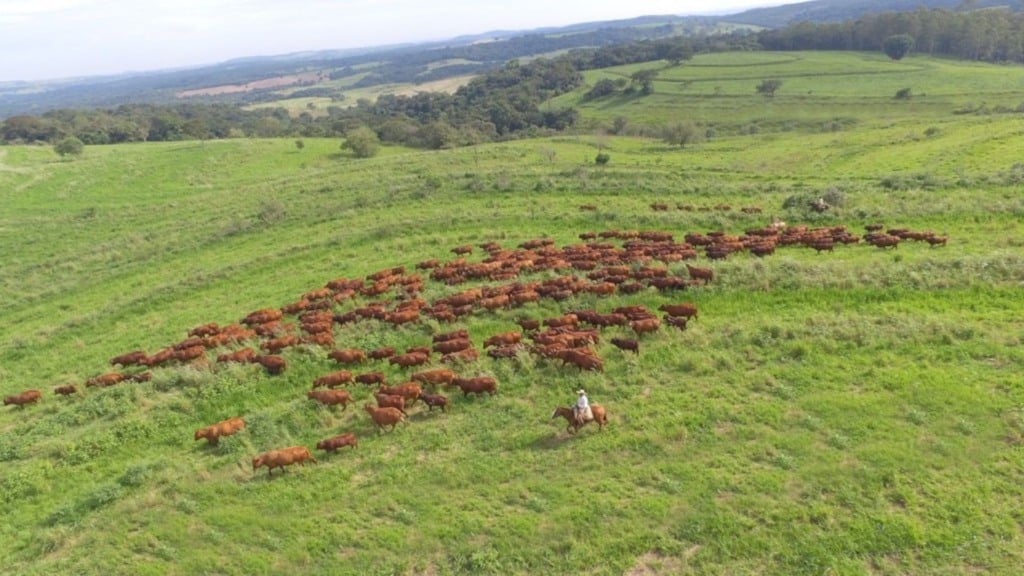Bovinos bonsmara. Foto: Reprodução