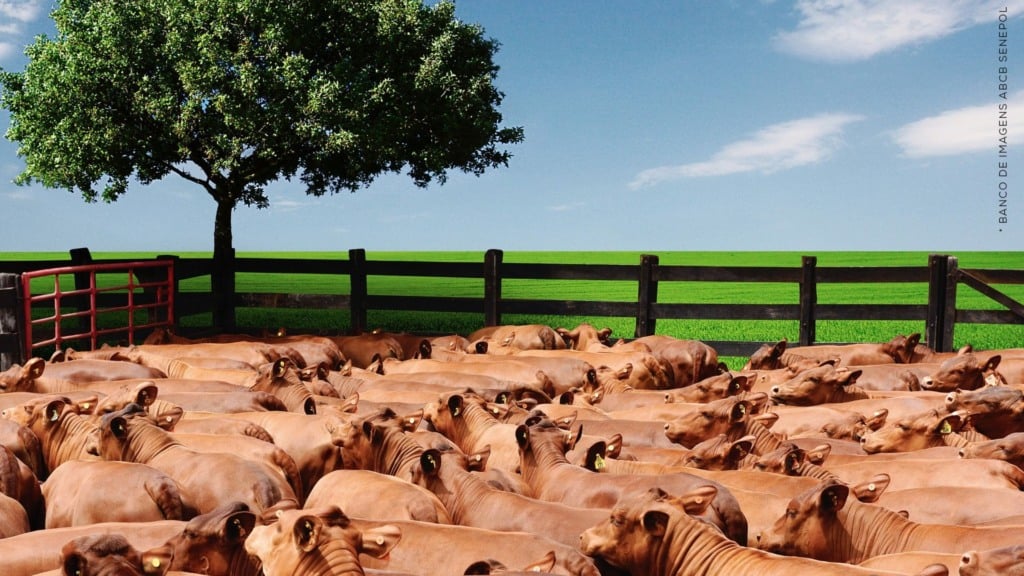 Bovinos da raça Senepol. Foto: Divulgação/ABCB Senepol