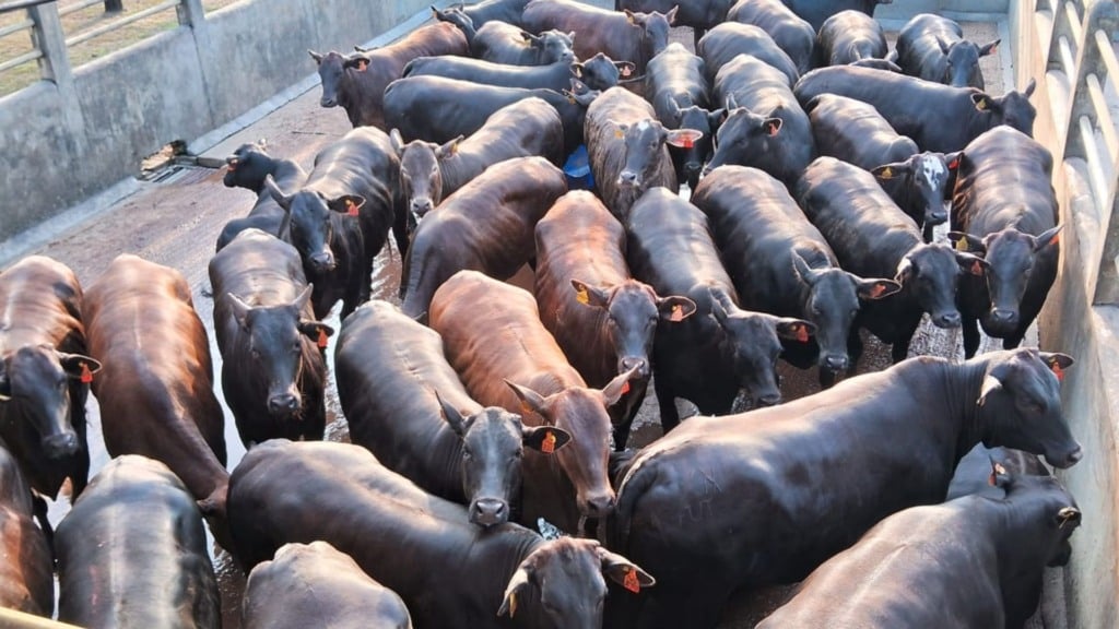 Foto: Divulgação/Friboi de Itapetinga (BA)