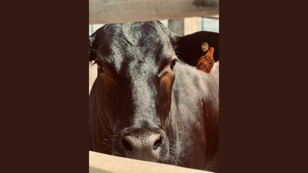 Foto: Divulgação/Friboi de Itapetinga (BA)