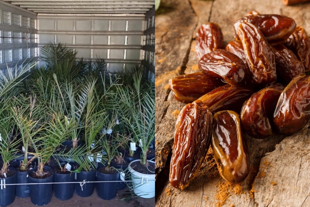 Bahia inicia implantação da cultura da tâmara com distribuição de mudas; tamareiras