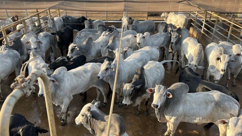 Foto: Divulgação/Friboi de Alta Floresta (MT)