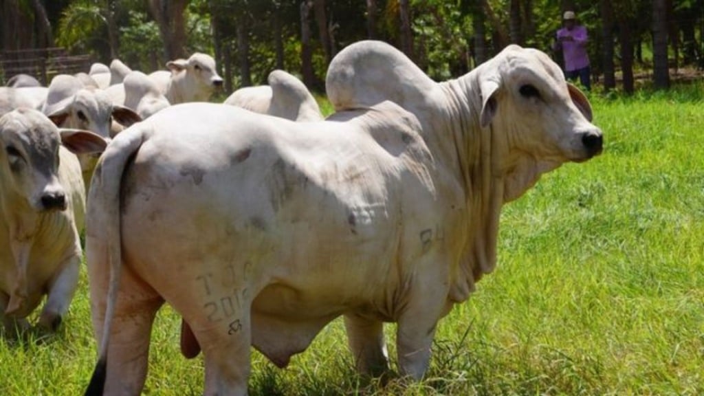 Bovinos da raça Tabapuã em área de pastagem. Foto: Sérgio Germano