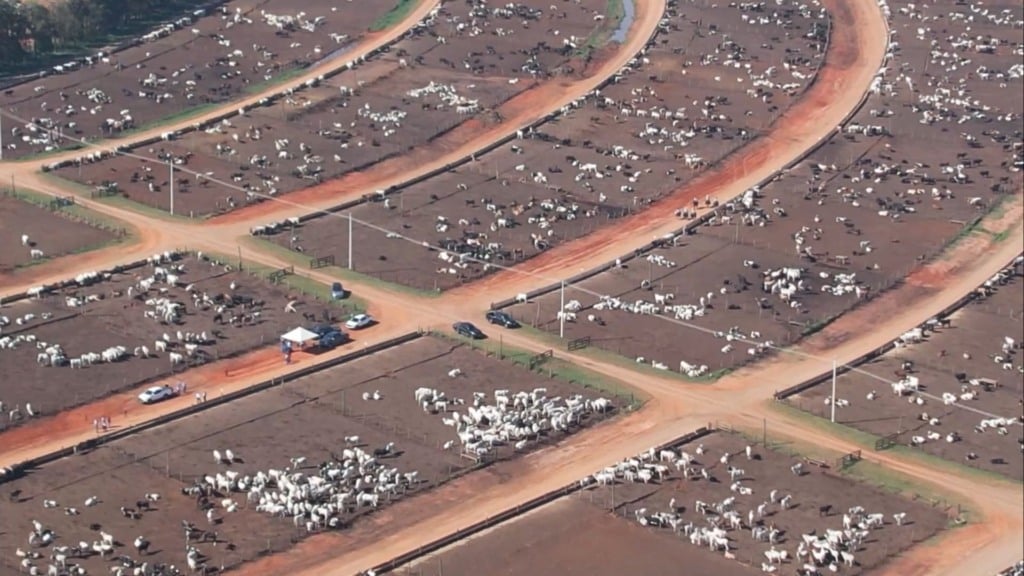 Bovinos em área de confinamento no Boitel JBS de Guaiçara (SP). Foto: Reprodução/Giro do Boi