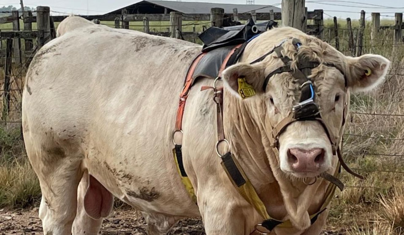 Sustentabilidade no manejo de pastagem