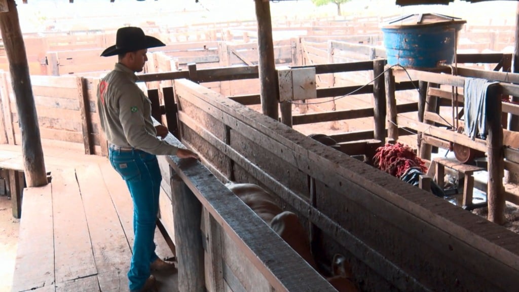 Peão manejando o gado em área de curral na fazenda Nova Piratinga. Foto: Reprodução/Giro do Boi