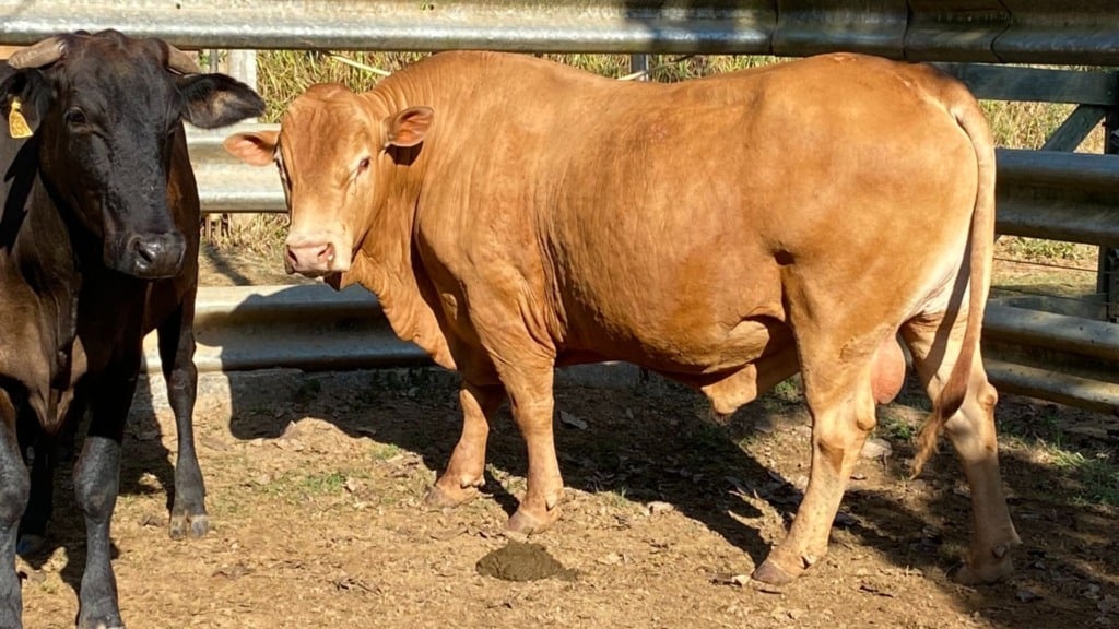 Reprodutor Caracu em área de curral. Foto: Acervo/Renato Francisco Visconti Filho