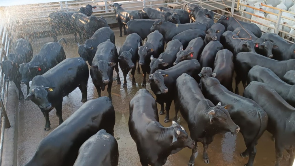 Bovinos meio-sangue Angus do sítio Shofar para o abate. Foto: Matheus Roz