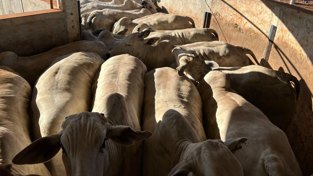 Embarque de bovinos do sítio Shofar para o abate. Foto: Matheus Roz