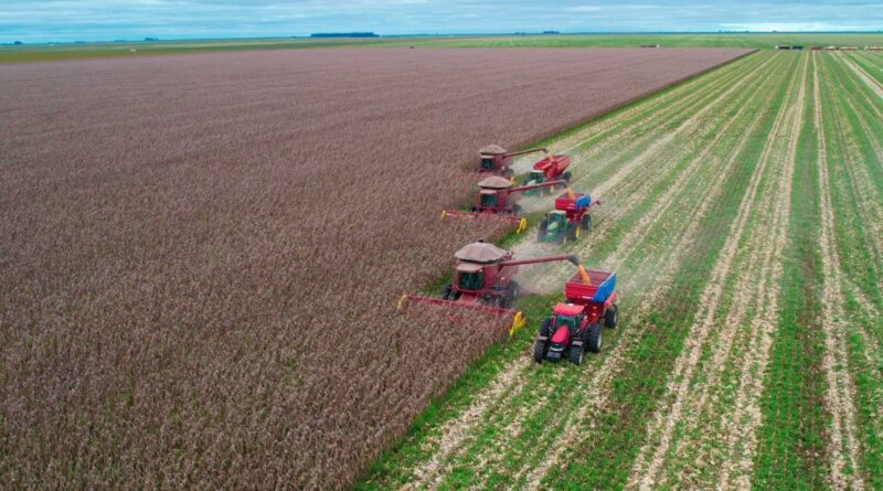 Safra 2024/25 de milho na Bahia alcança bons resultados