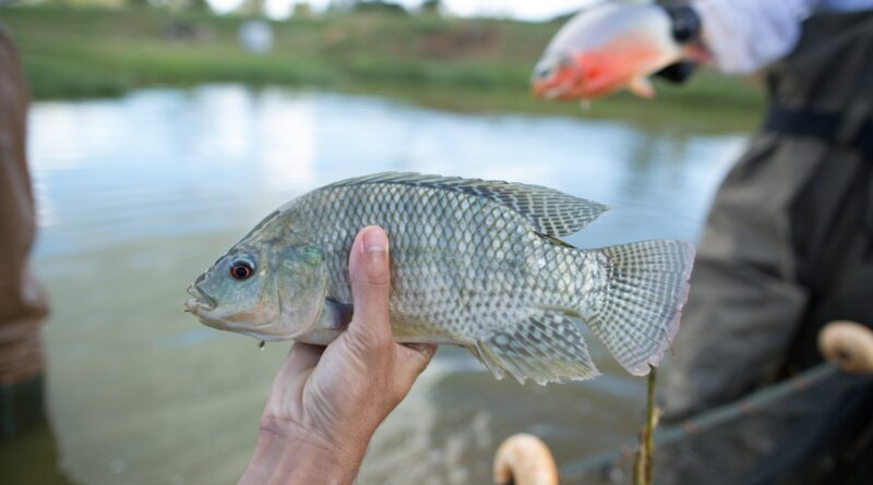 cotações têm novas baixas em julho